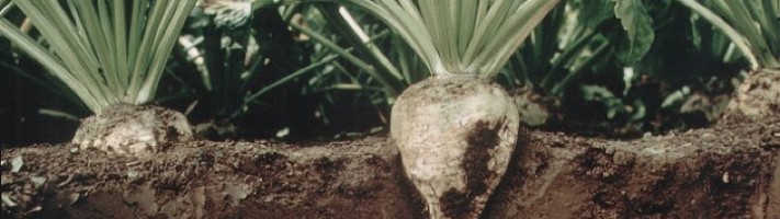 sugarbeet in ground (Royal Cosun)