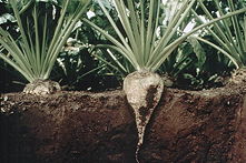 Sugar beet in ground